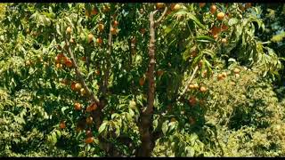 Download lagu Tennessee Skyline mp3