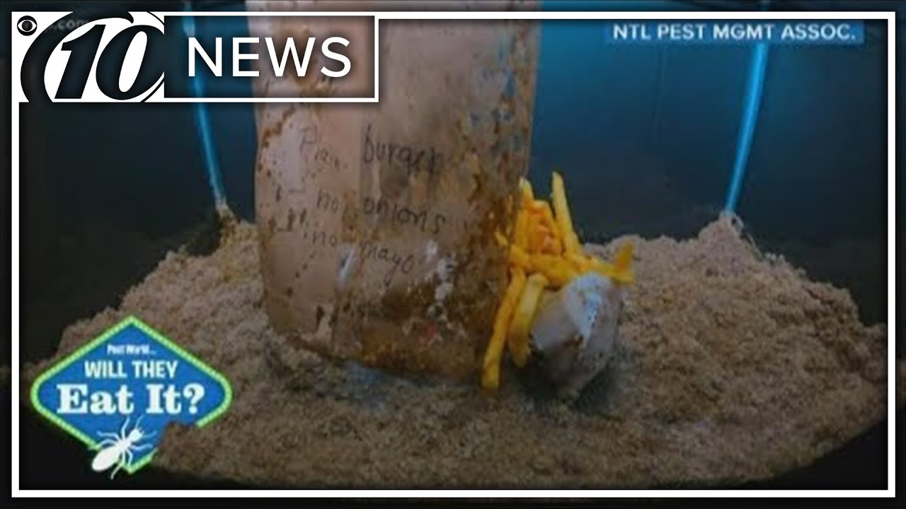 What wood will termites not eat? More REF