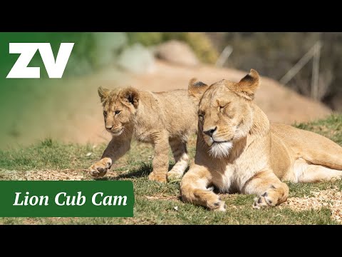 Lion Webcam in Werribee Zoo live webcam