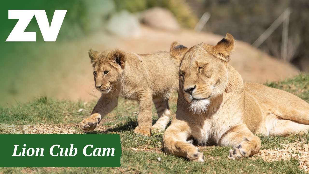 Live webcam view of Leones del Werribee Open Range Zoo