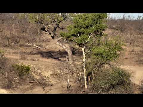 Djuma: Kudus, Impalas and Nyala (can see noticable size comparisons) - 17:01 - 11/04/18