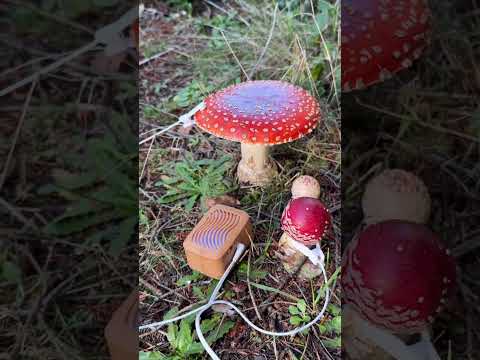 Do mushrooms communicate? Research has shown that mushrooms are connected to each other through a