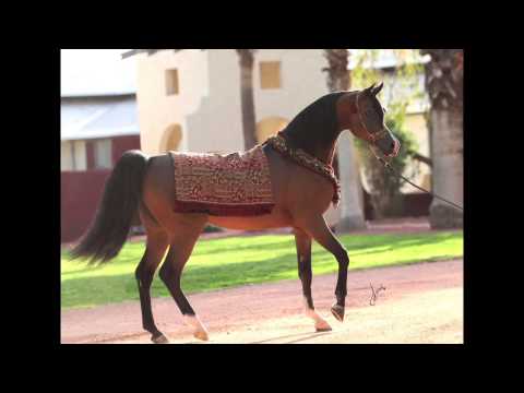 LonguiniHT :: Pogrom