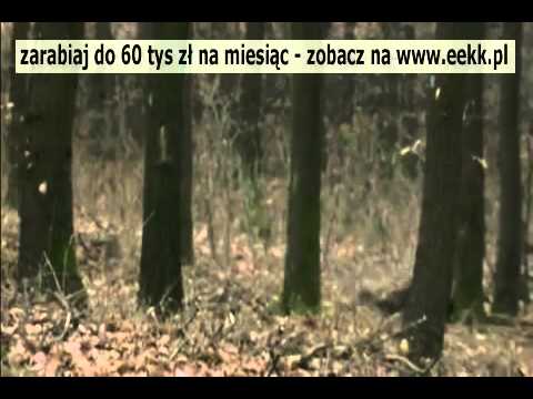 Polowania na Grube Dziki.