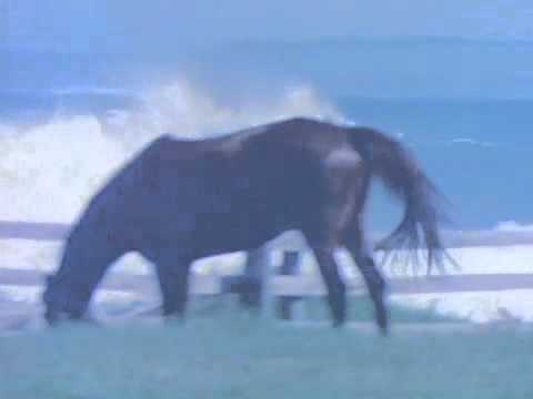 Tales of the Seven Seas Surf Movie