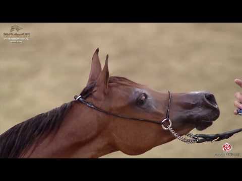 N 10 RAMA AL WAAB   10th Qatar International Arabian Peninsula Horse Show 2020   Yearling Fillies Cl