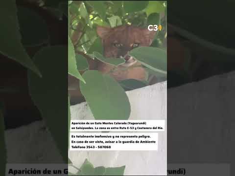 Un yaguarundí apareció en Salsipuedes y sorprendió a los vecinos de Córdoba | Cadena 3 Argentina