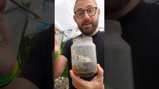 Come AVERE PIANTE DI ALLORO GRATIS #talee #orto #gardentips