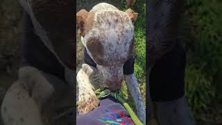 Video preview image #1 Red Heeler-Unknown Mix Puppy For Sale in Jackson, MS, USA