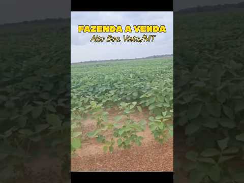 Fazenda à venda alto Boa Vista/Mt