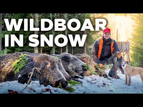 Wild Boar in Snow with Franz-Albrecht