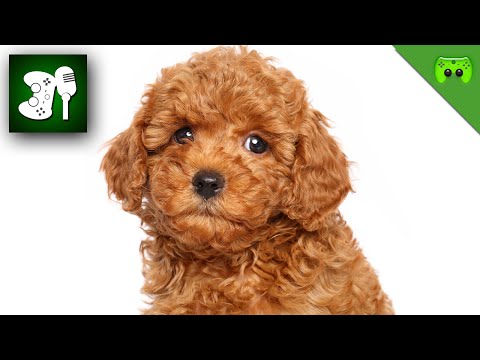 DER HAUSTIERCAST 🎮 PietCast #73