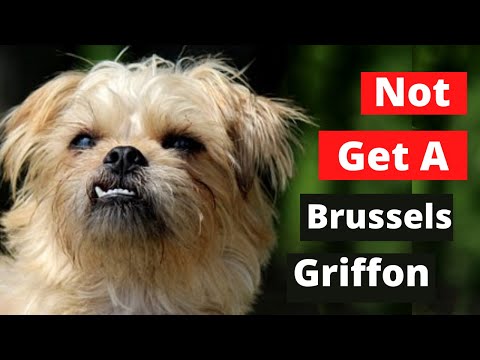 Why you Shouldn't get a Brussels Griffon ( 6 Reasons )