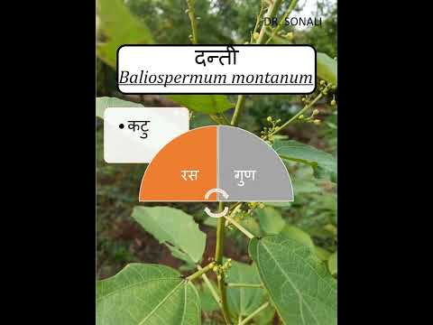 Danti Mool Extract Powder