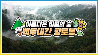 [#랜선여행 떠나기] 아름다운 비밀의 숲, #백두대간 #향로봉