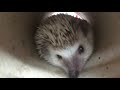 Hedgehog yawning and stretching