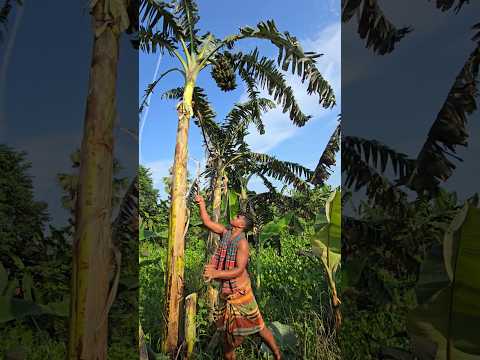 How bananas are cut, food (episode 3187) 😱 #fruit #shorts #food #banana #trending #viral #asmr