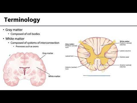 Back and Spinal Cord LO 6 - Nervous System Basics