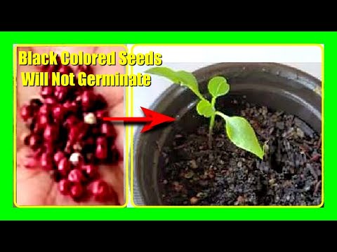 How To Grow Black Pepper from Seeds at Home | Growing Peppercorn from Seeds