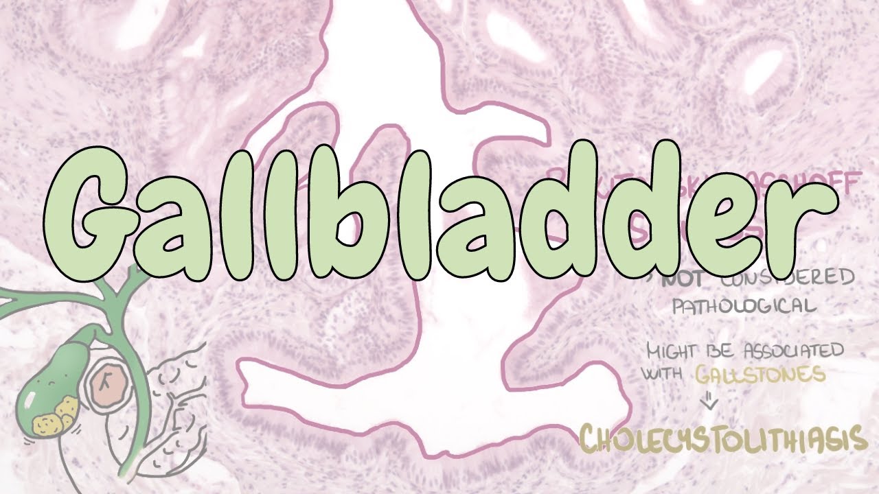 Gall Bladder — Histology Video Lesson