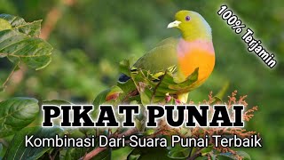 Download lagu 🔴 KOMBINASI SUARA PIKAT PUNAI TERBAIK Created By @jagau1000 mp3 Download lagu 🔴 KOMBINASI SUARA PIKAT PUNAI TERBAIK Created By @jagau1000 mp3