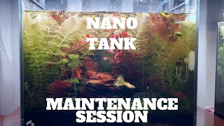 PLANTED NANO TANK AQUARIUM - MAINTENANCE SESSION