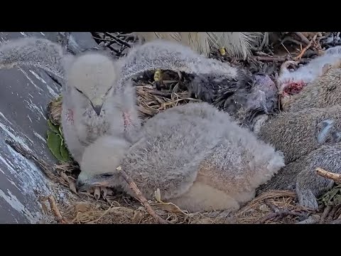 Zooming In On Red-tailed Hawk Chicks Before Big Red Settles In To Brood – May 20, 2025