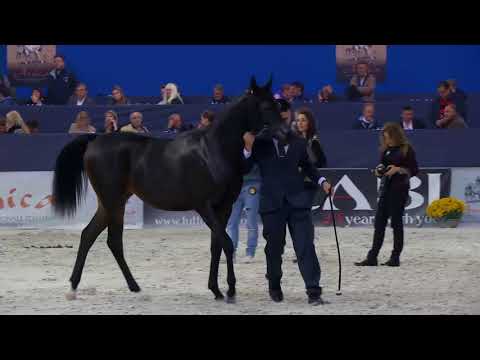 N.106 FRAZZA - Verona 2017 - Yearling Fillies (Class 1A)