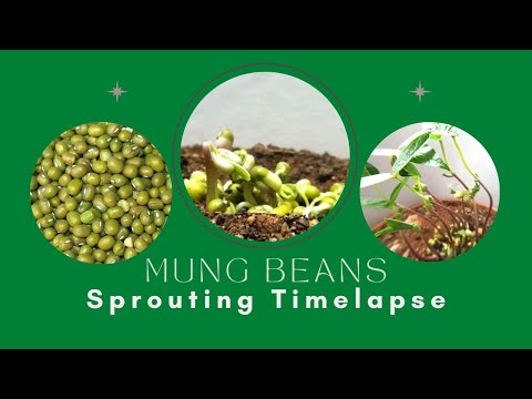 The dance of the beans | A timelapse of Mung beans sprouting | 36 hours with DJI action 2.