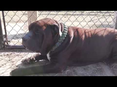 Nags Head's Dog Park