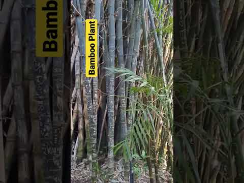 Writings on Bamboo Plants #nature #shorts