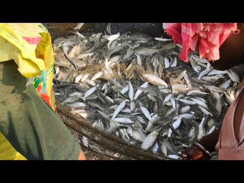 Asian Most Satisfying Cast Net Fishing  In River | Traditional Net fishing In Village | Fish video