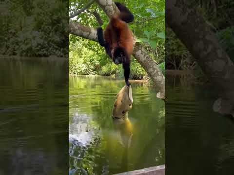 Des animaux sauvages et adorables pris en photo !