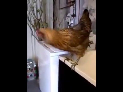 Promotional video thumbnail 3 for Animal Awareness