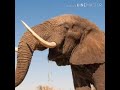 Elephant Trumpet