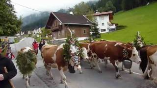 preview picture of video 'Almabtrieb Hainzenberg Zillertal Tirol'