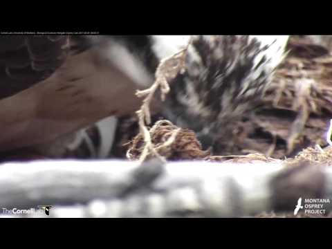 Two Eggs Visible in Hellgate Osprey Nest – May 1, 2017