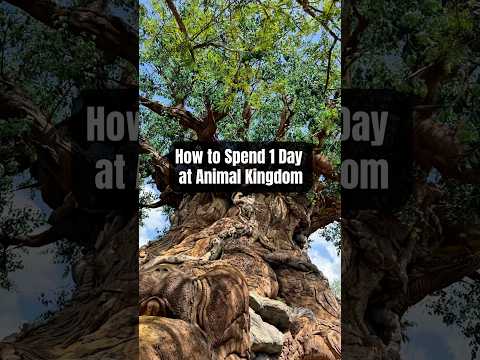 How to Spend 1 Day at Animal Kingdom✨🐘 #disneyworld #disneyparks #disneytipsandtricks #disneytips