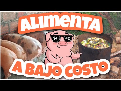 , title : 'Los 2 alimentos ECONOMICOS para mis CERDOS! 🐷🐷🐷🐷'