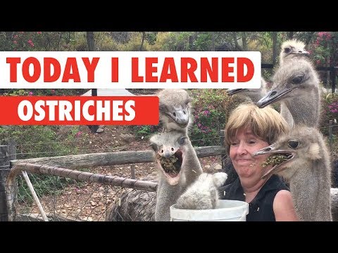 Today I Learned: Ostrich