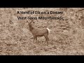 A Herd Of Elk On A West Texas Mountainside Elk Wapiti Wildlife