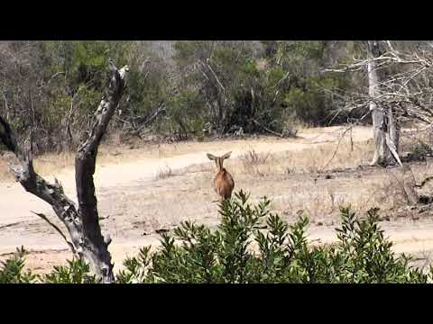 Djuma: Lone Nyala  female walking around-maybe looking for stolen baby? - 11:58 - 09/14/18