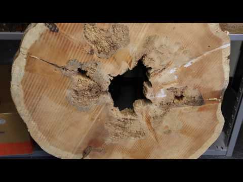 Jahrringe: Blick in die Vergangenheit