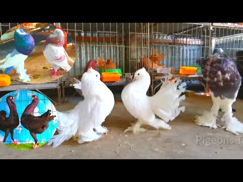 Pouter vs fantail vs Maltese vs king pigeons | world unique amazing pigeon farm | kabootar ki video