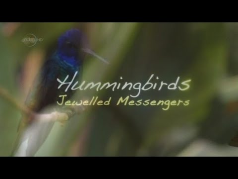 David Attenborough: Hummingbirds Jewelled Messengers(4K)