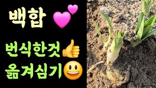 백합