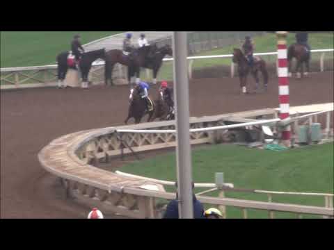 Full of luck (outside horse) 2/10/18 Santa Anita