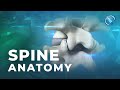 Spine Anatomy | Know Your Spine