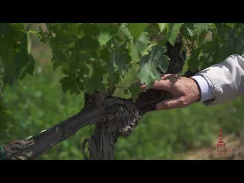 Col d'Orcia, an organic farm in the Brunello di Montalcino area