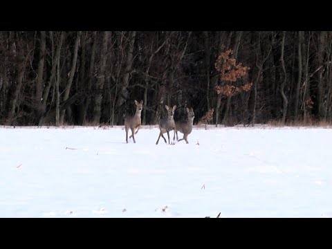 Облік диких тварин на Краснопільщині: олені, косулі, кабани